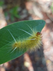 Halysidota cinctipes
