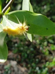 Halysidota cinctipes