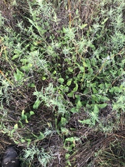 Matelea cynanchoides