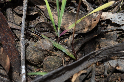 Image of Cyanicula aperta by (c) Thomas Mesaglio, some rights reserved (CC BY)
