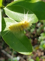 Halysidota cinctipes