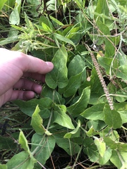 Matelea cynanchoides
