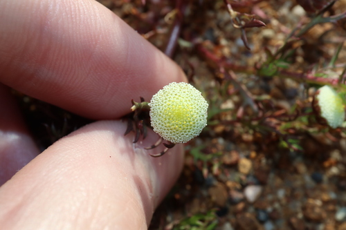 Image of Cotula bipinnata by (c) Thomas Mesaglio, some rights reserved (CC BY)