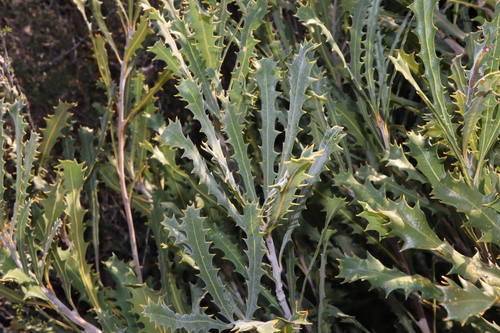 Image of Banksia caleyi by (c) Thomas Mesaglio, some rights reserved (CC BY)