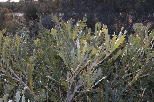 Image of Banksia caleyi by (c) Thomas Mesaglio, some rights reserved (CC BY)