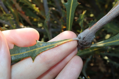 Image of Banksia caleyi by (c) Thomas Mesaglio, some rights reserved (CC BY)
