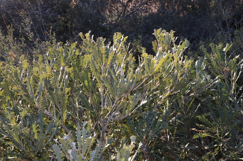 Image of Banksia caleyi by (c) Thomas Mesaglio, some rights reserved (CC BY)