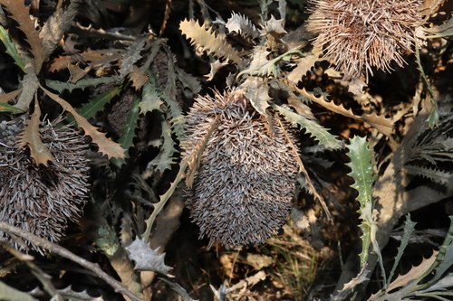 Image of Banksia caleyi by (c) Thomas Mesaglio, some rights reserved (CC BY)