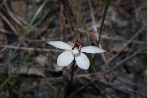 Image of Caladenia saccharata by (c) Thomas Mesaglio, some rights reserved (CC BY)