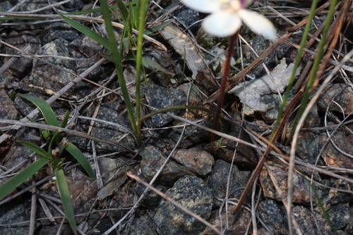 Image of Caladenia saccharata by (c) Thomas Mesaglio, some rights reserved (CC BY)