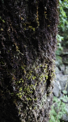 Frullania moniliata