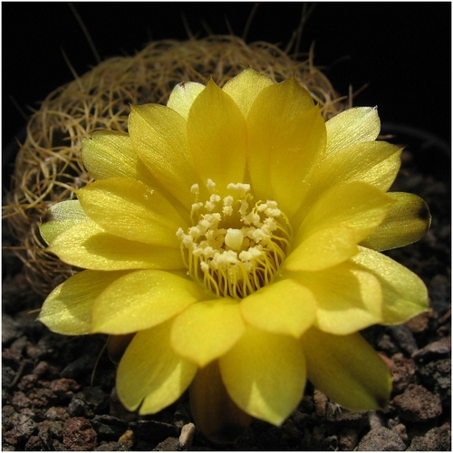 Weingartia arenacea