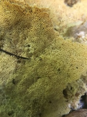 Rigidoporus corticola