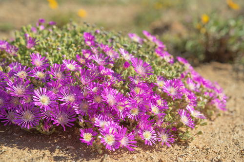 Drosanthemum hispidum, photograph 4