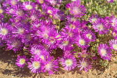 (c) Morten Ross, some rights reserved (CC BY) Drosanthemum hispidum, photograph (c) Morten Ross, some rights reserved (CC BY)