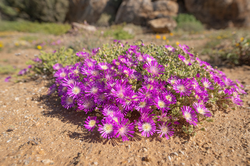 Drosanthemum hispidum, photograph 5