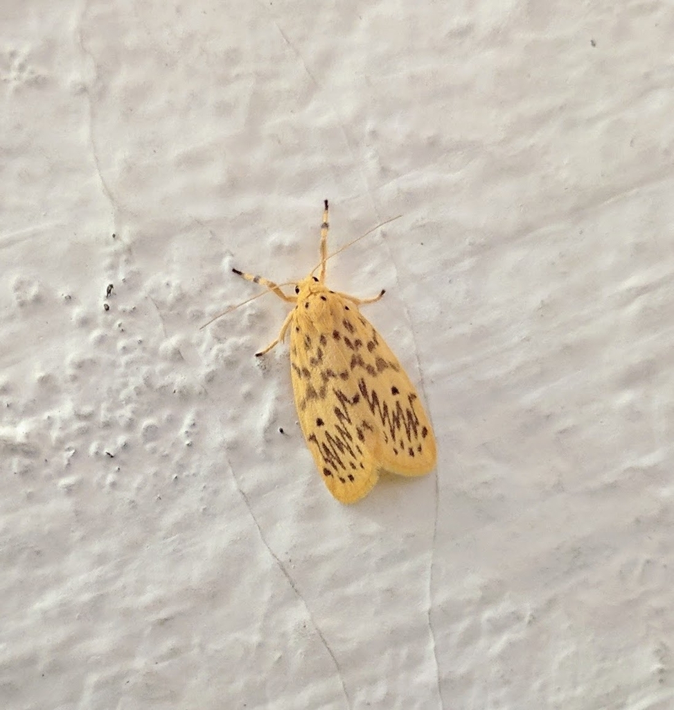 Miltochrista peloa