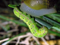 Aporophyla lutulenta