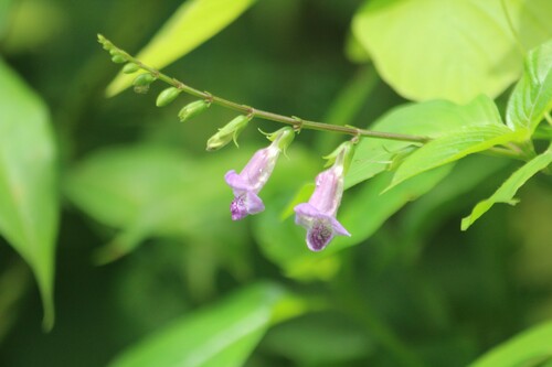 Image of Asystasia dalzelliana by no rights reserved