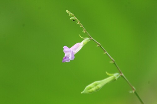 Image of Asystasia dalzelliana by no rights reserved