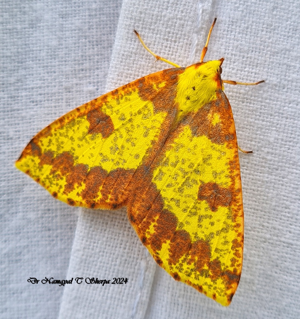 Opisthograptis sulphurea