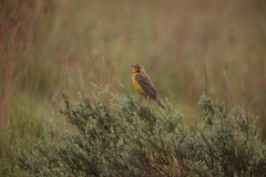 Macronyx capensis colletti