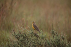 Macronyx capensis colletti