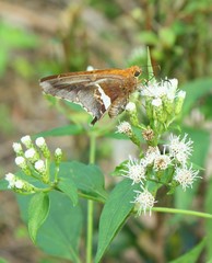 Epargyreus deleoni