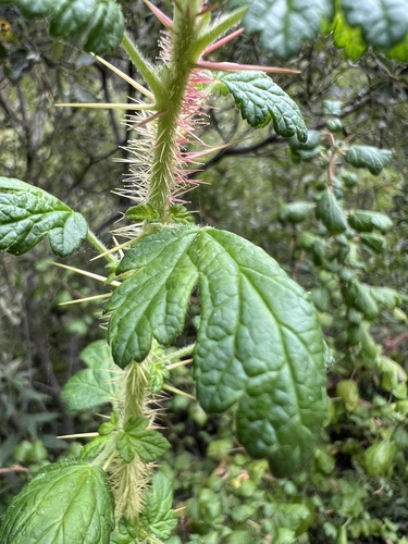 Image of Ribes menziesii by (c) Corey Stafford, some rights reserved (CC BY)