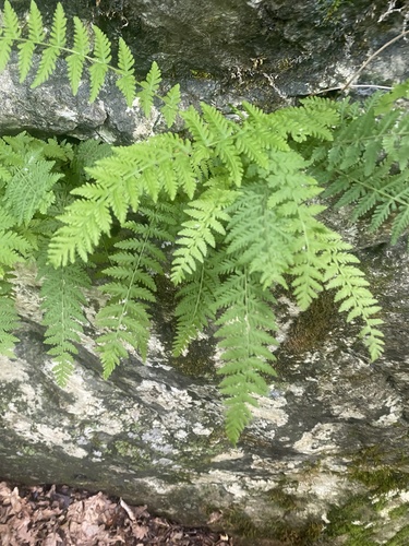 Image of Woodsia caucasica by (c) Илья Руденко, some rights reserved (CC BY)