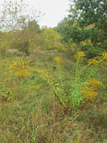 Kanadinė rykštenė