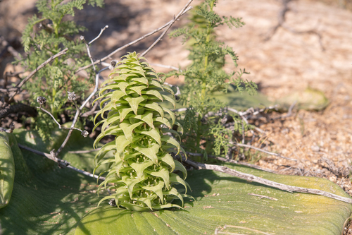 Massonia bifolia