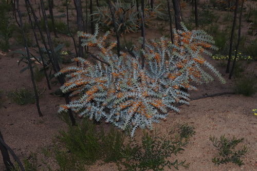 Image of Daviesia pachyphylla by (c) Thomas Mesaglio, some rights reserved (CC BY)