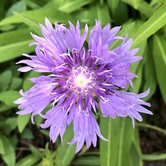 Stokesia laevis