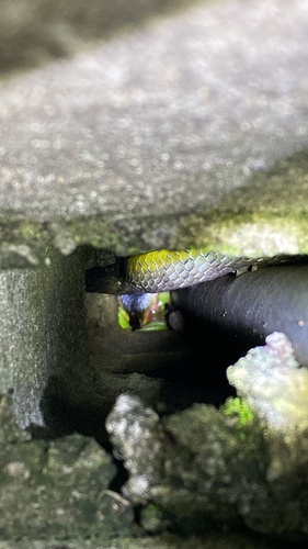 Common Tree Snake sighting