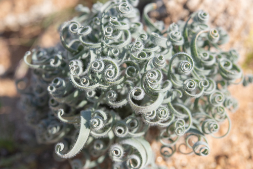 Gethyllis lanuginosa