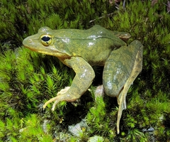 Omei Brown Frog photo 2