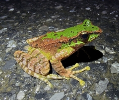 Hejiang Frog photo 2