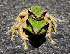 Hejiang Frog photo 4