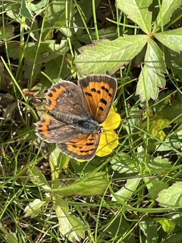 Lycaena phlaeas