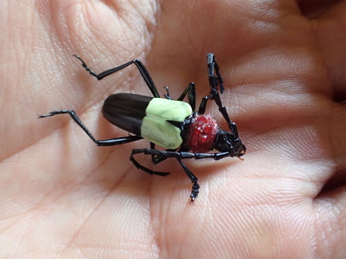 Phaedinus tricolor