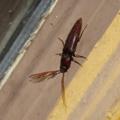 Dicrepidius palmatus