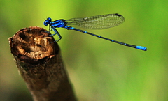 Argia gaumeri