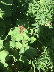 Rubus phoenicolasius