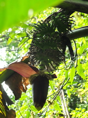 Ensete superbum