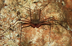 Paraphrynus chacmool