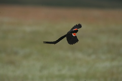Euplectes progne