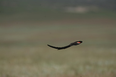 Euplectes progne