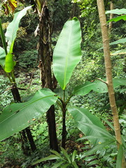 Ensete superbum