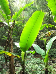 Ensete superbum